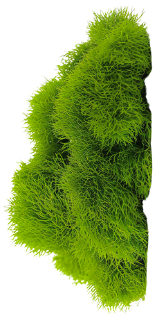 Light Moss